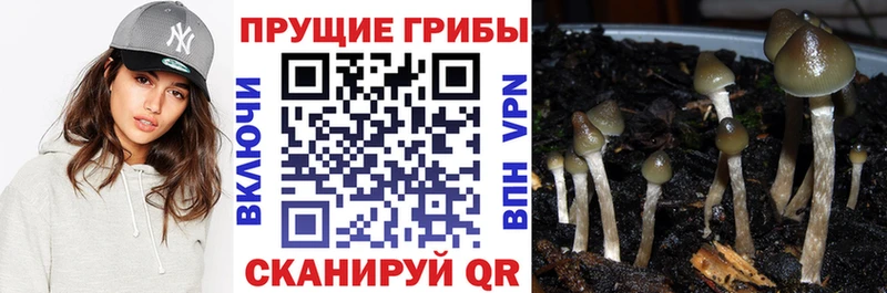 Галлюциногенные грибы ЛСД  где купить   Волхов 